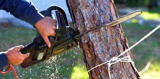 Best Hedge Trimming  in Mead Valley, CA