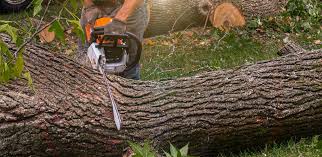 Best Tree Cabling and Bracing  in Mead Valley, CA