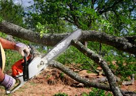 How Our Tree Care Process Works  in  Mead Valley, CA