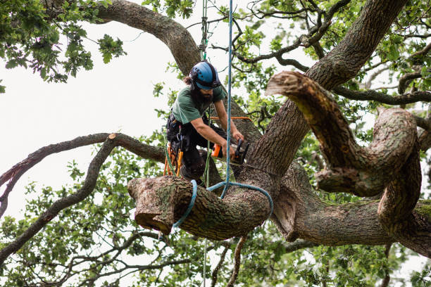 Best Stump Grinding and Removal  in Mead Valley, CA