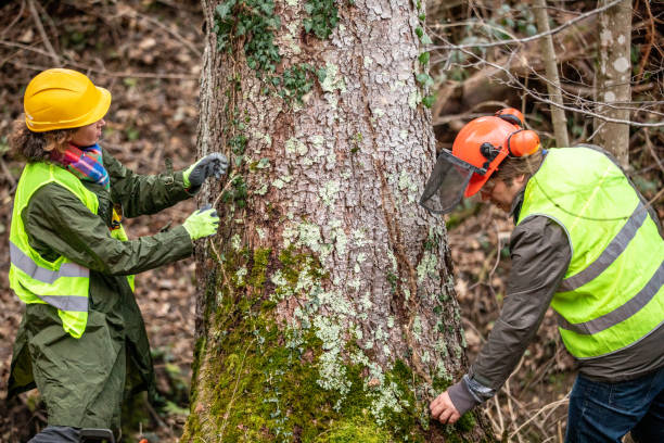 Best Tree Risk Assessment  in Mead Valley, CA