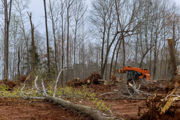 Trusted Mead Valley, CA Tree Removal Services Experts