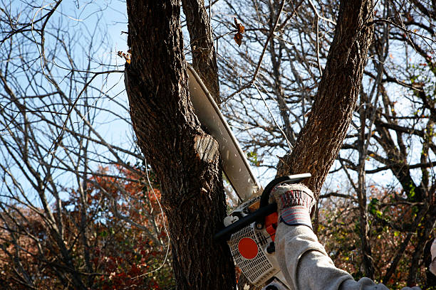 Best Tree Trimming and Pruning  in Mead Valley, CA